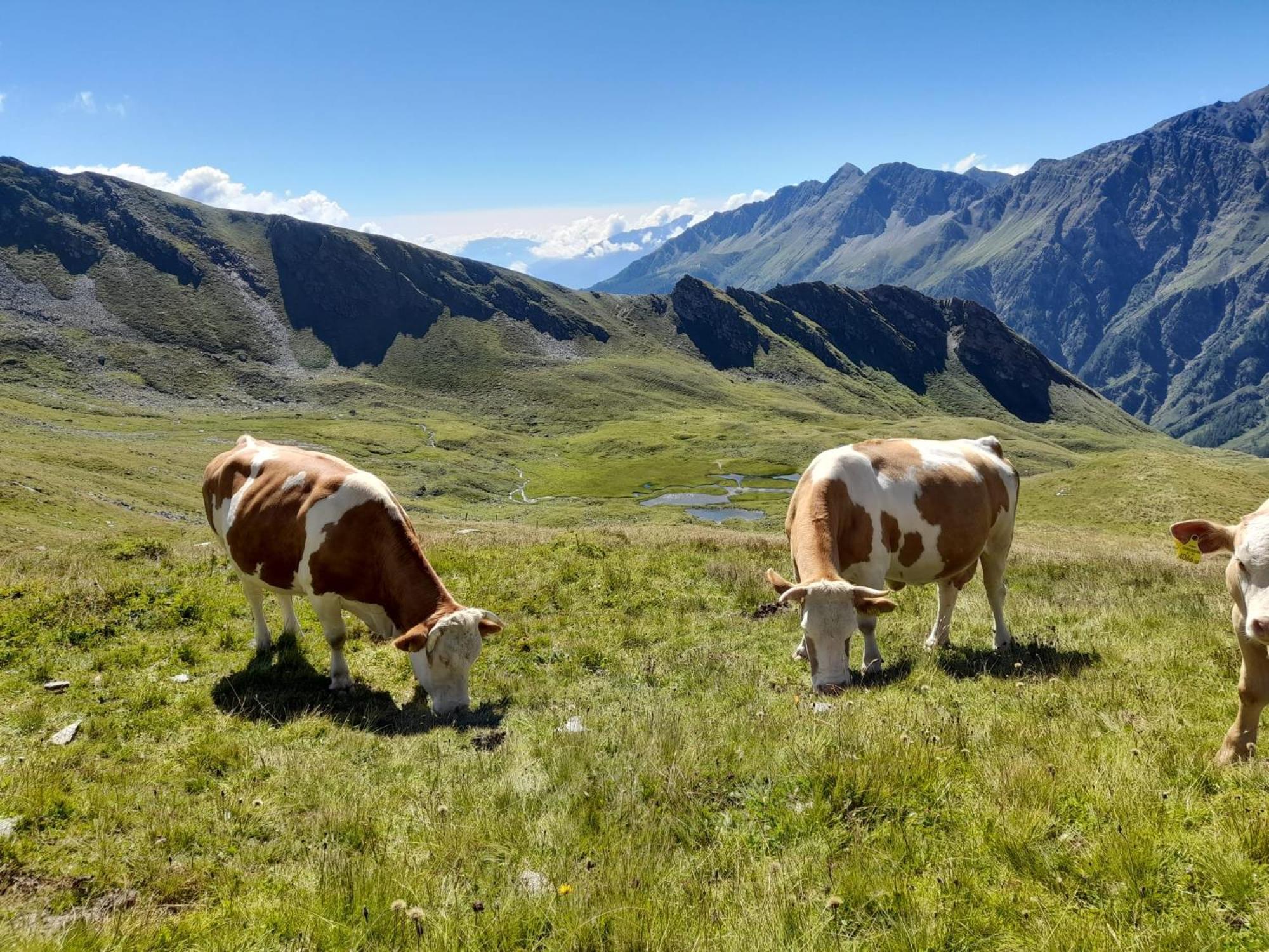 Panoramapension Platzer Unterkolbnitz Kültér fotó